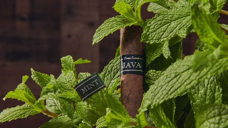 Cigar Rocky Patel Java Mint 6