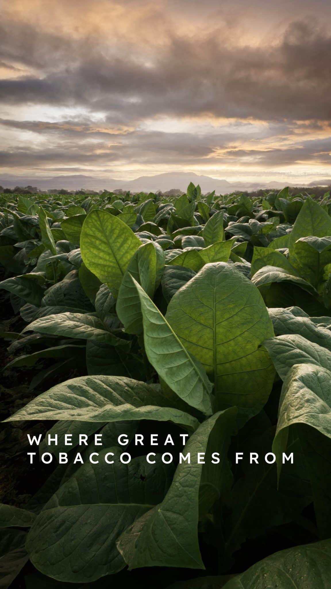 spiritual use of tobacco The Lost Sacredness of Tobacco Brewminate: A Bold Blend of News and Ideas spiritual use of tobacco The Lost Sacredness of Tobacco Brewminate: A Bold Blend of News and Ideas