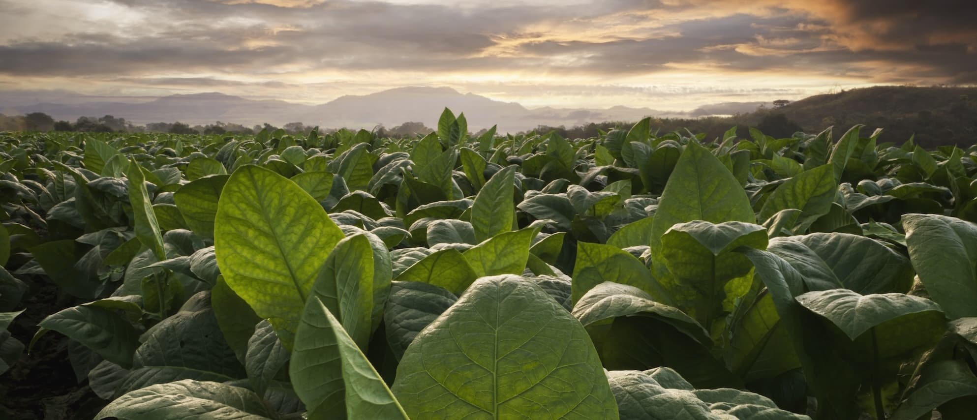 Shadegrown Tobacco Rocky Patel