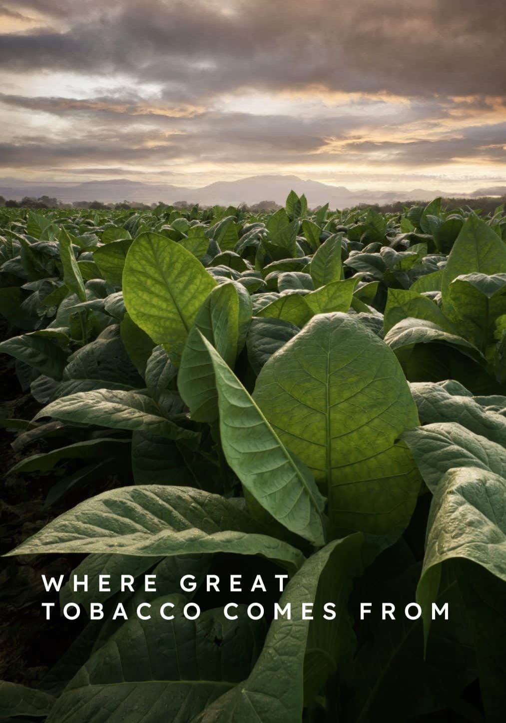 RP_26-01-30_Where Great Tobacco Comes From reel